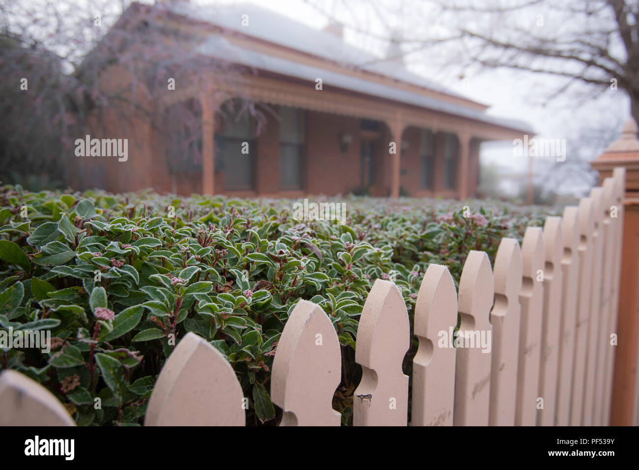 Ein sehr kalter Morgen, ein Holz Lattenzaun und Hedge im Vordergrund mit einer Föderation home mit Bull Nose Veranda und unscharf im Hintergrund Stockfoto