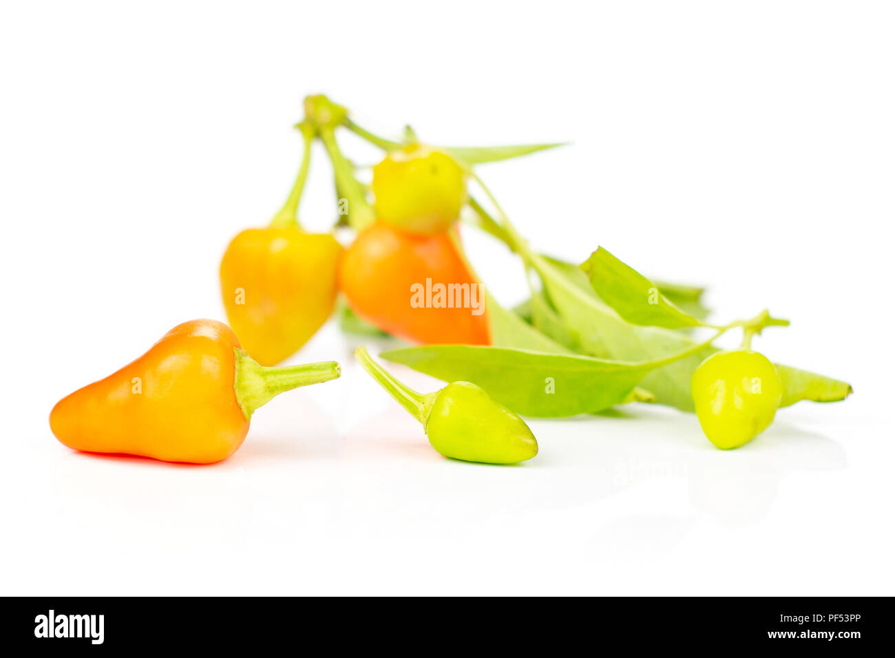 Menge ganze Hot red orange Chili drei im Fokus auf weißem Hintergrund Stockfoto