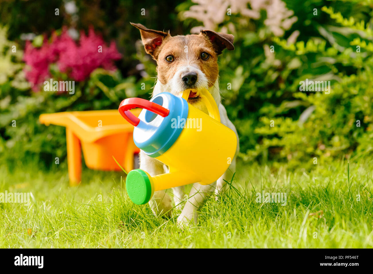 Hund mit Kindern Spielzeug Gießkanne Bewässerung Garten Stockfoto