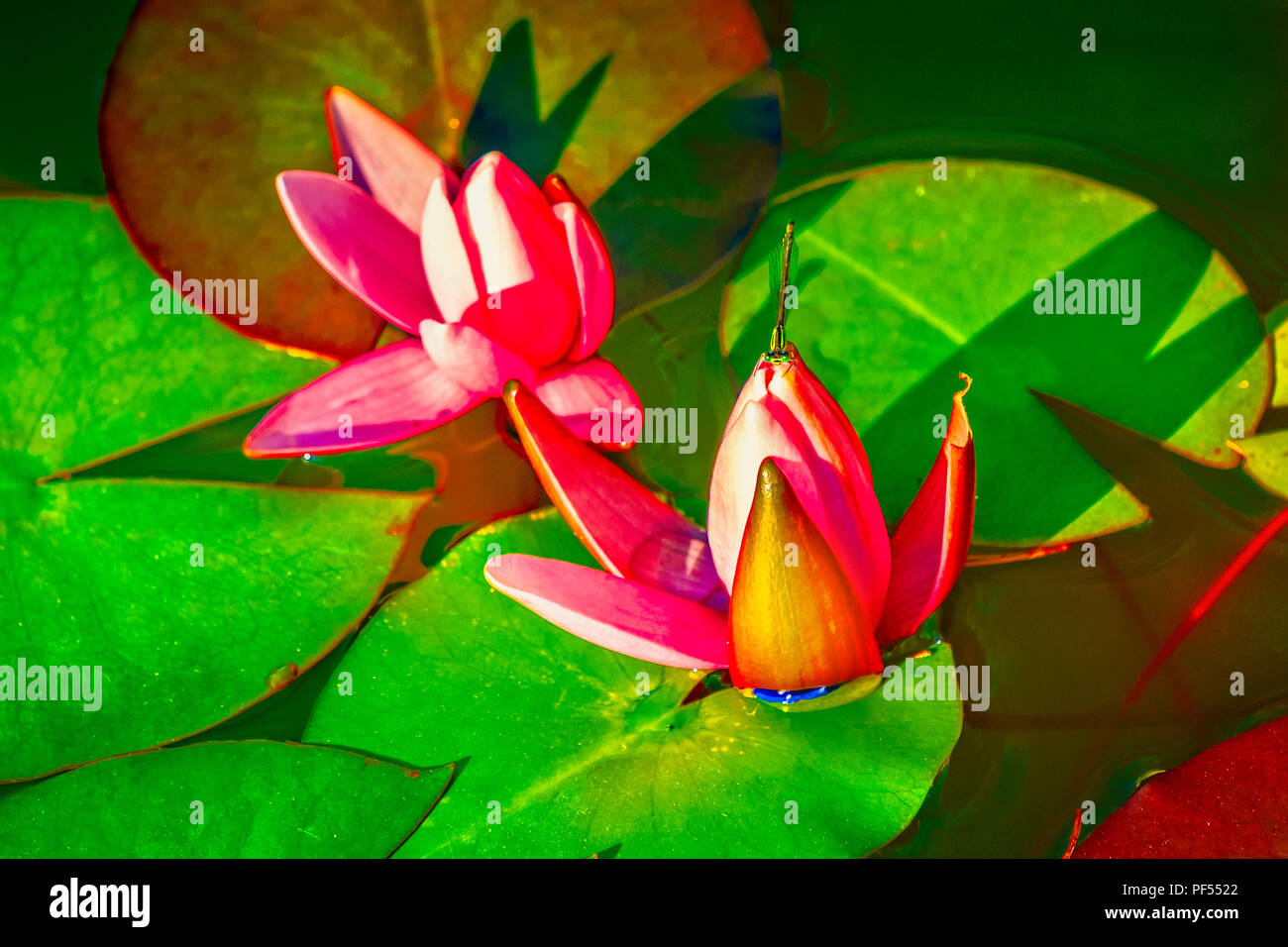 Schöne Seerose im Teich mit Drachen fliegen sitzen auf der Blüte. Stockfoto