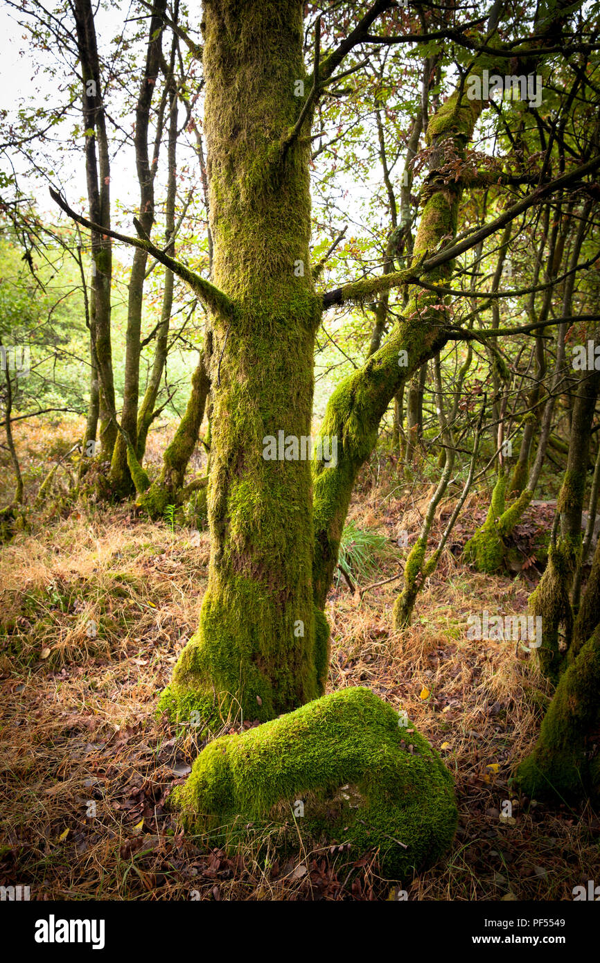 Mit Moos bedeckt Baum auf dem Plateau der Hohen Moor Hohe Venn im Osten von Belgien. mit Moos bedeckter Baum auf dem Plateau des Hochmoors Hohes Stockfoto