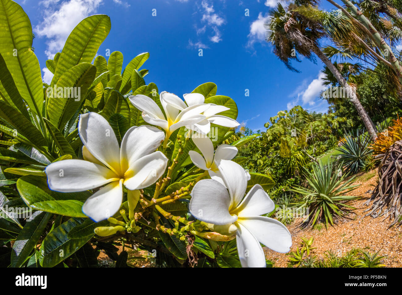 Nahaufnahme von Weiß mit gelben Zentren Plumeria Blumen auch bekannt als Lei Blumen oder Frangipani Stockfoto