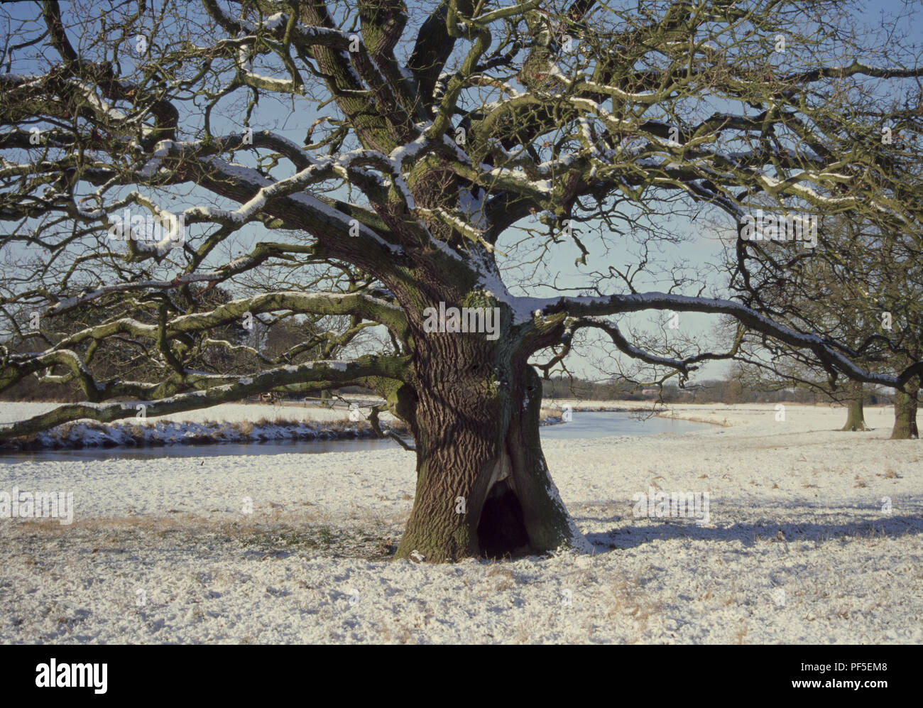 Eiche im Winter | Eiche, Quercus, im Winter Stockfoto