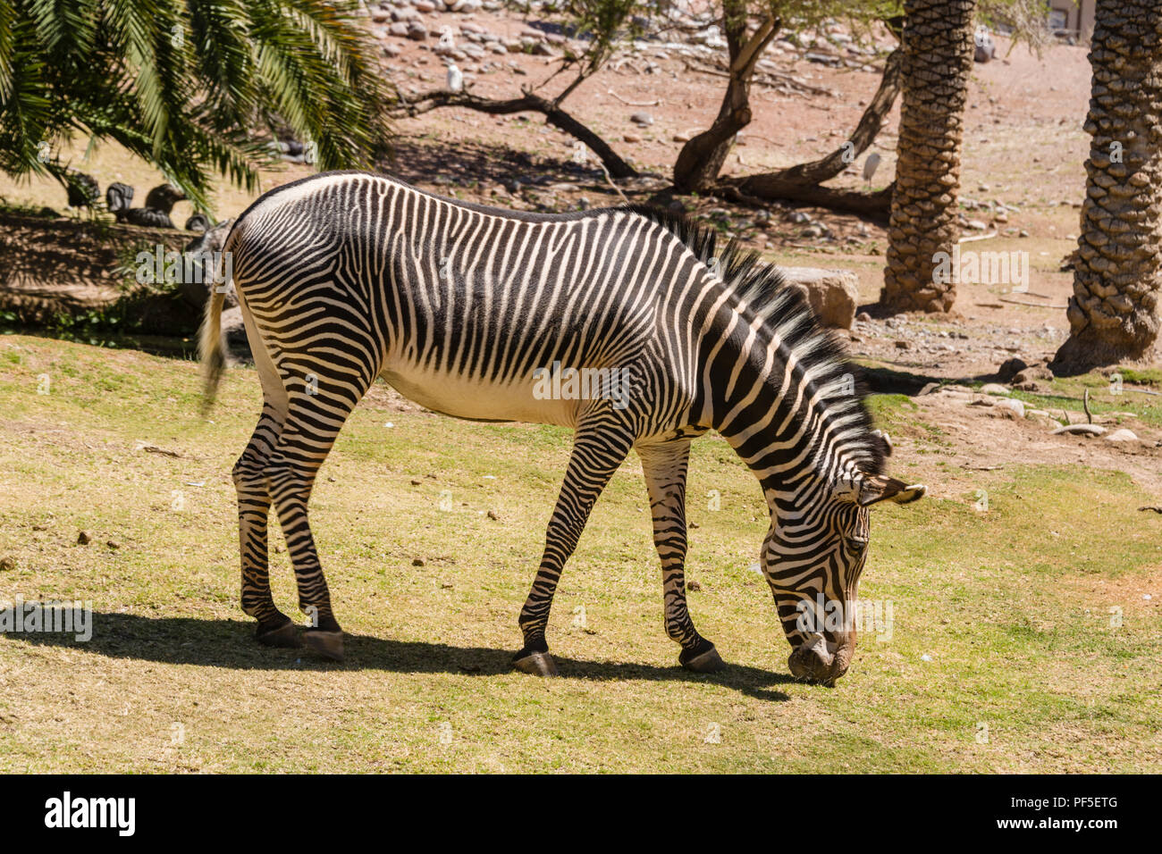 Grévy von Zebra im Zoo von Phoenix Stockfoto