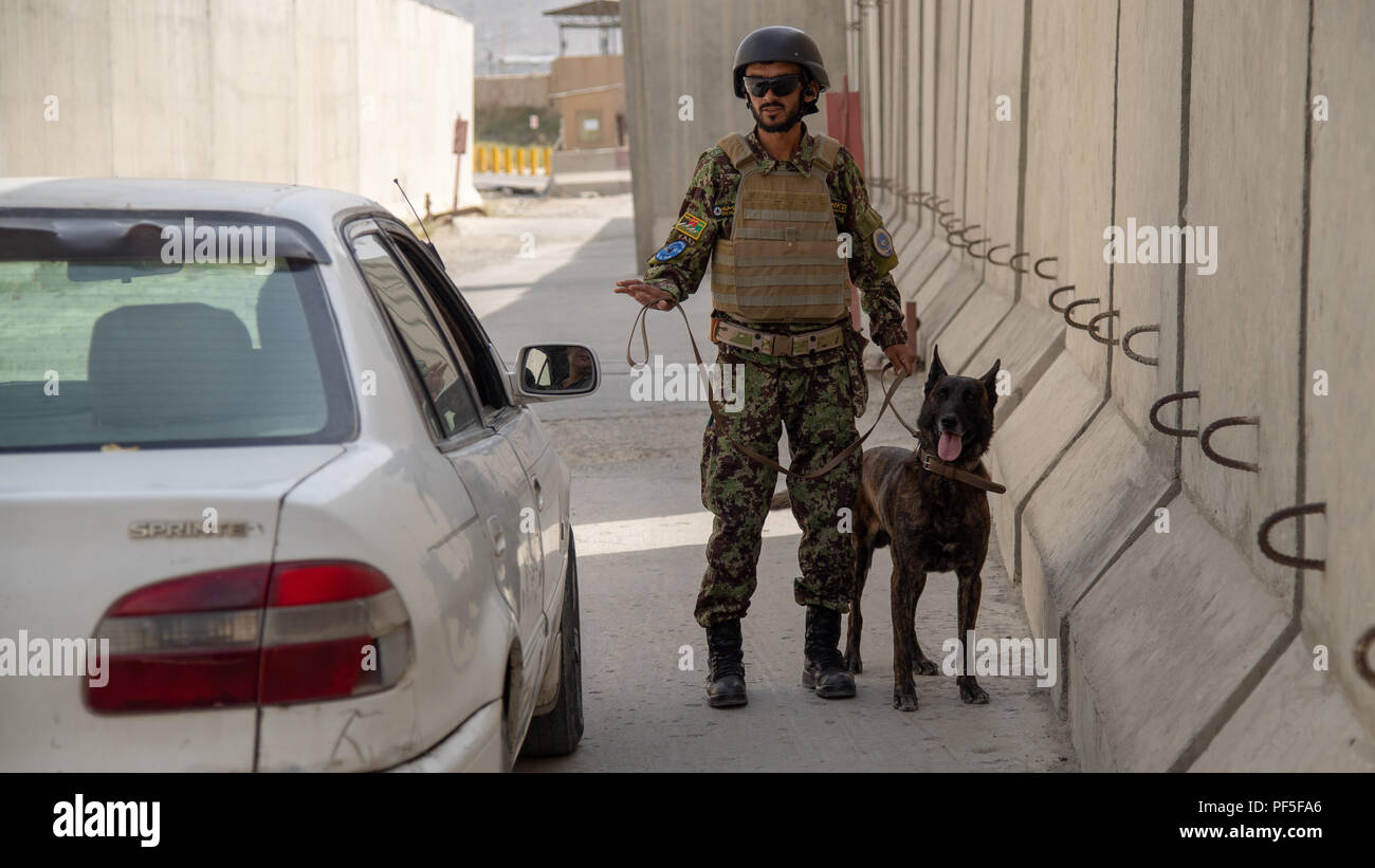 AIR WING KABUL, Afghanistan (9. August 2018) - - Mustafa, einem afghanischen Luftwaffe Militär Hundeführer, leitet ein Fahrzeug für die Prüfung vor der Eingabe der 9. August 2018, Kabul, Flügel, Afghanistan. Mustafa ist einer der ersten zertifizierten Hundeführer in der Afghanischen Luftwaffe. (U.S. Air Force Foto von Tech. Sgt. Nancy C. Kasberg) Stockfoto