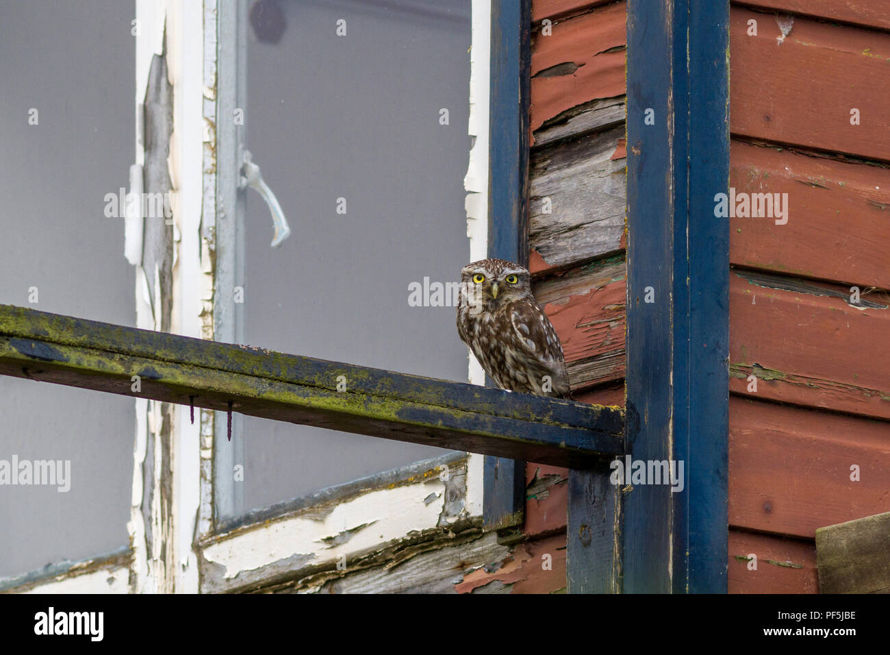 Kleine Eule sitzen auf einem verfallenen Sommerhaus Stockfoto