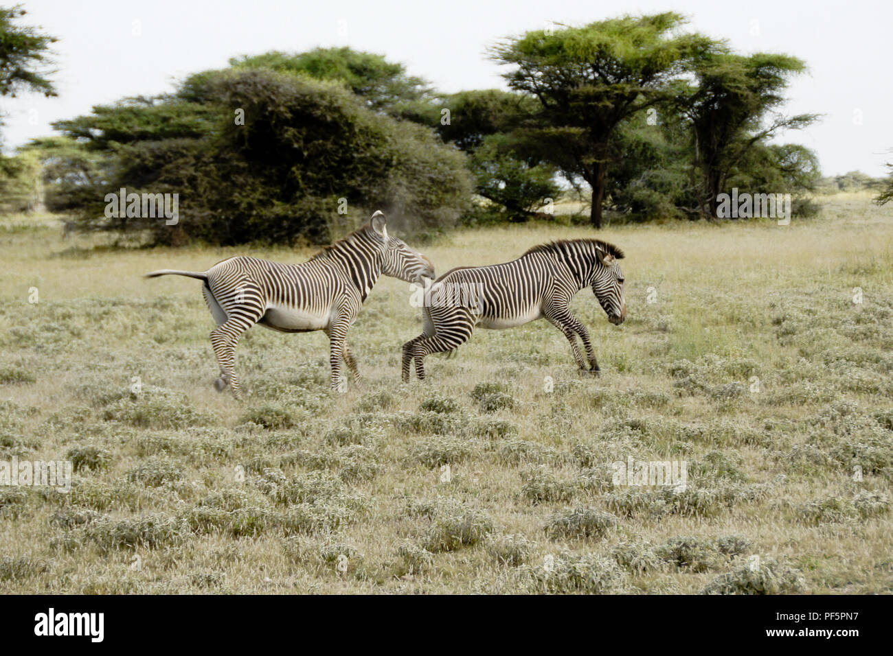 Die männlichen Grevy Zebra ein anderes Jagen aus seinem Hoheitsgebiet, Buffalo Springs/Samburu Game Reserve, KenyaSONY DSC Stockfoto