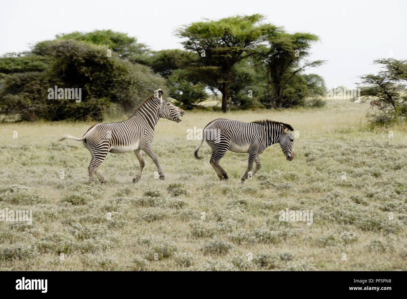 Die männlichen Grevy Zebra ein anderes Jagen aus seinem Hoheitsgebiet, Buffalo Springs/Samburu Game Reserve, Kenia Stockfoto