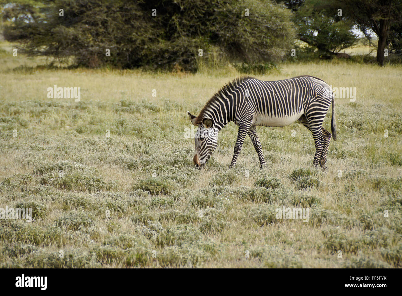 Die Grevy Zebra Streifen, Buffalo Springs/Samburu Game Reserve, Kenia Stockfoto