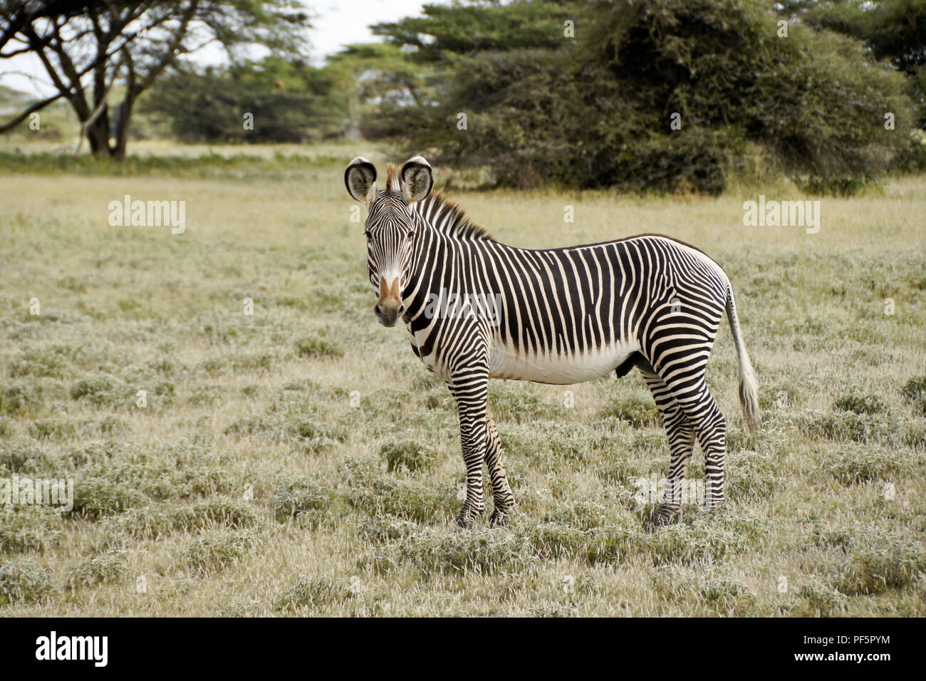 Die männlichen Grevy Zebra, Buffalo Springs/Samburu Game Reserve, Kenia Stockfoto