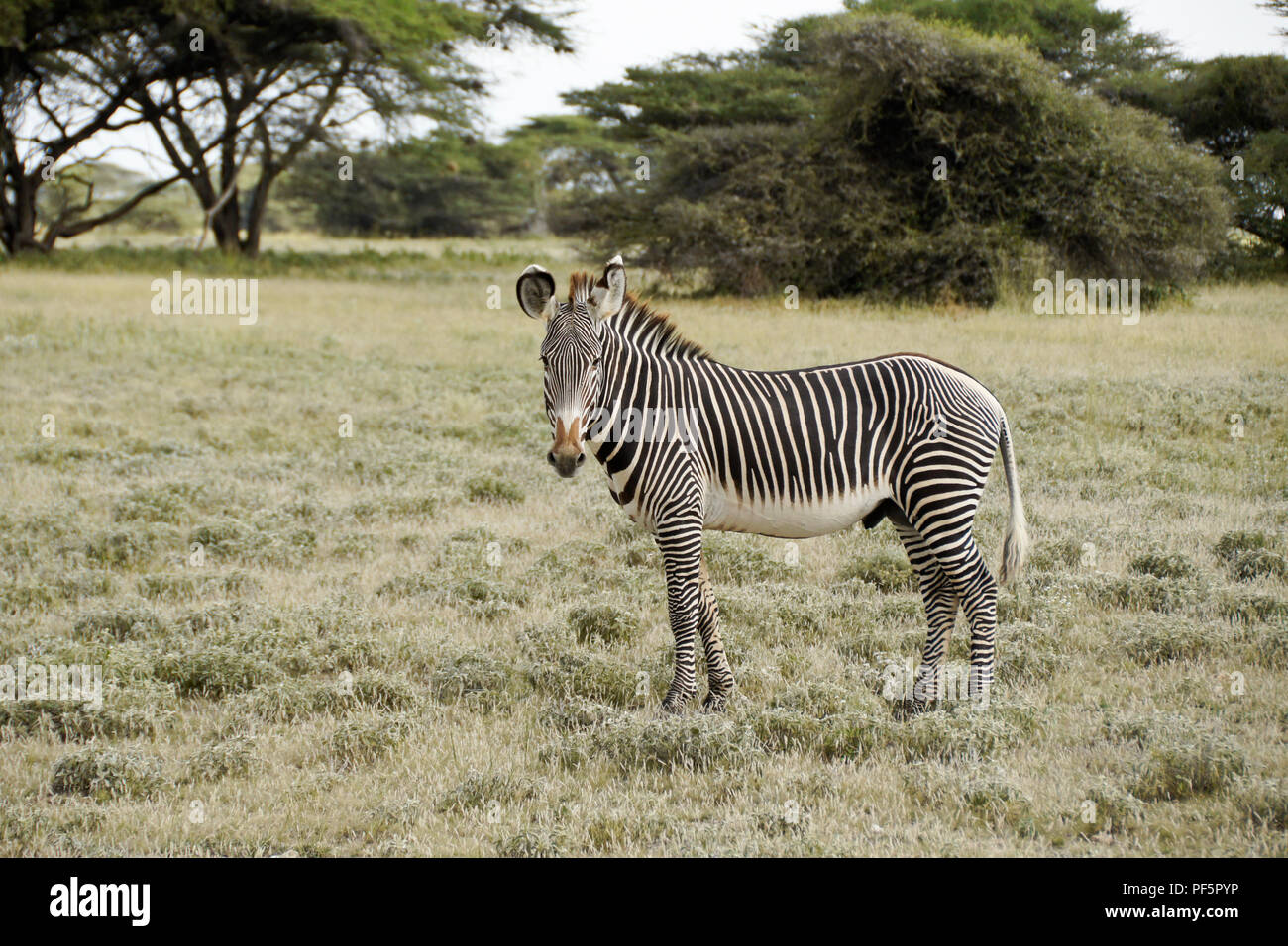 Die männlichen Grevy Zebra, Buffalo Springs/Samburu Game Reserve, Kenia Stockfoto