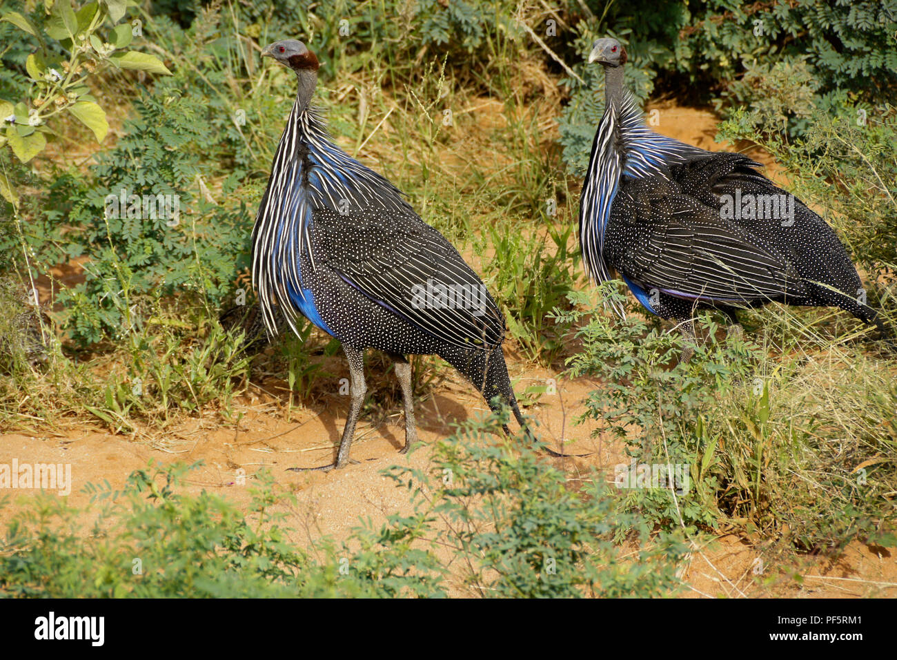 Vulturine guineafowl, Samburu Game Reserve, Kenia Stockfoto
