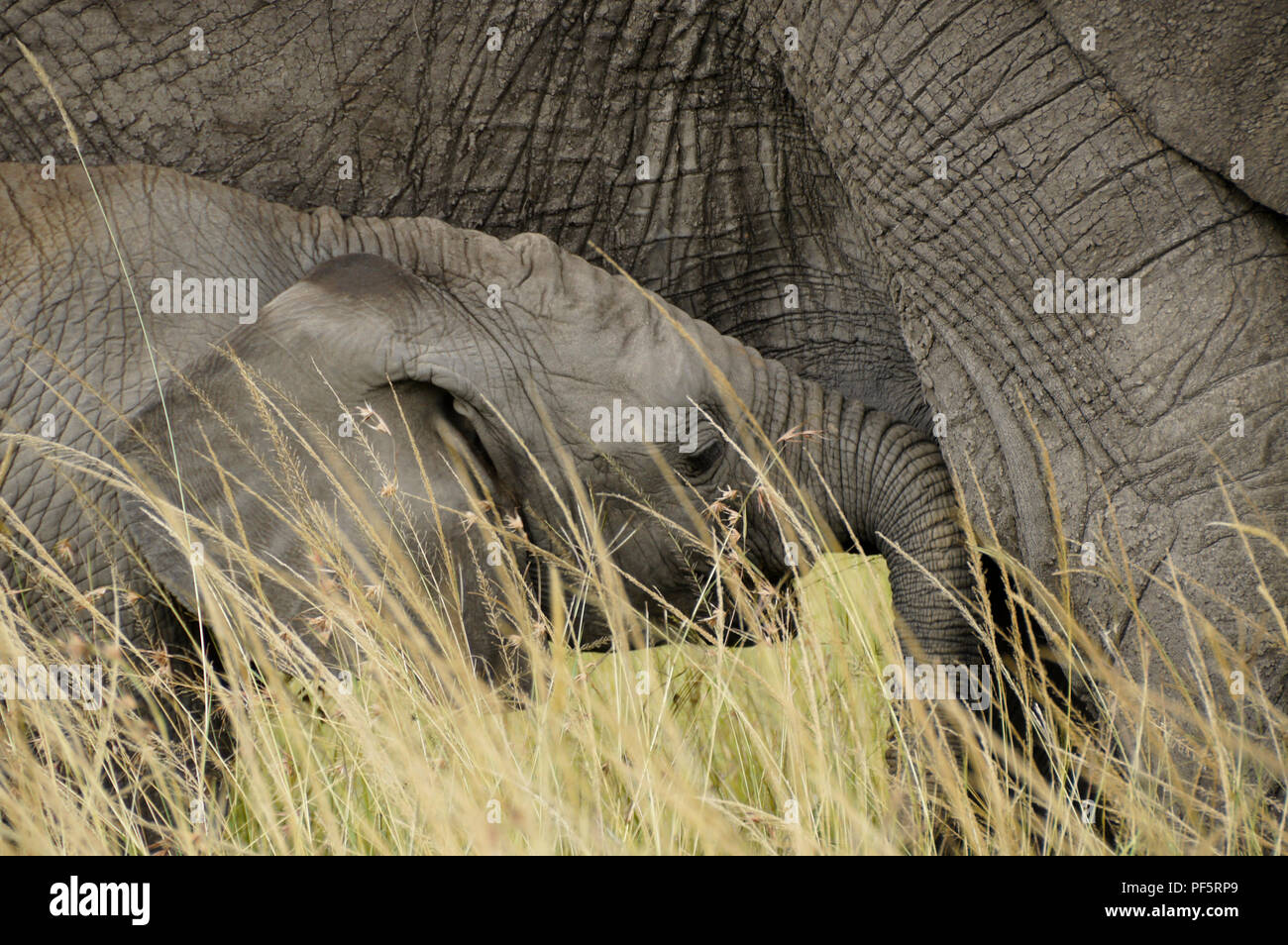 Elefant Kalb Krankenschwester versucht, Masai Mara, Kenia Stockfoto