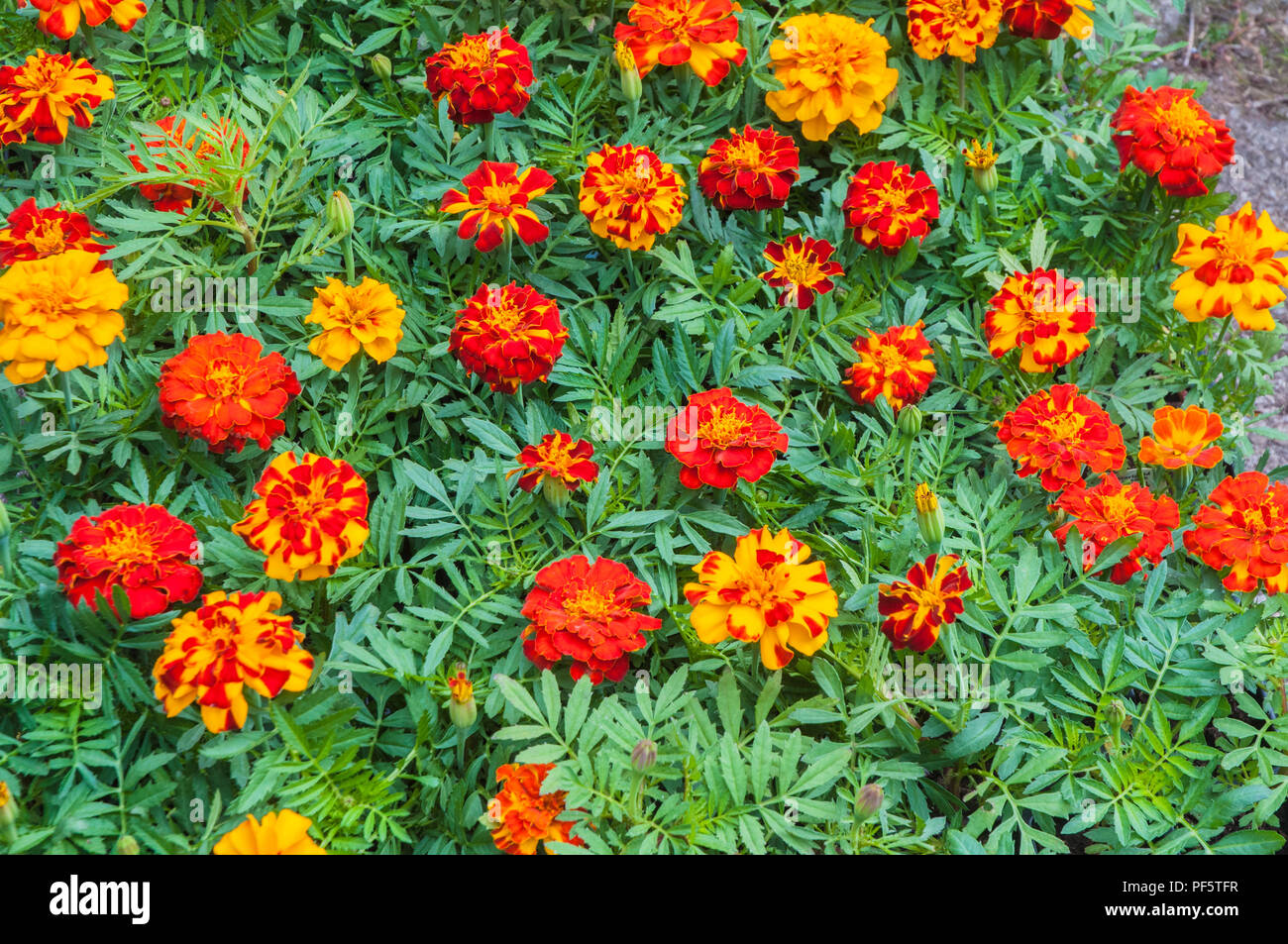 Bett der Französischen Ringelblume in gemischten Farben Stockfoto