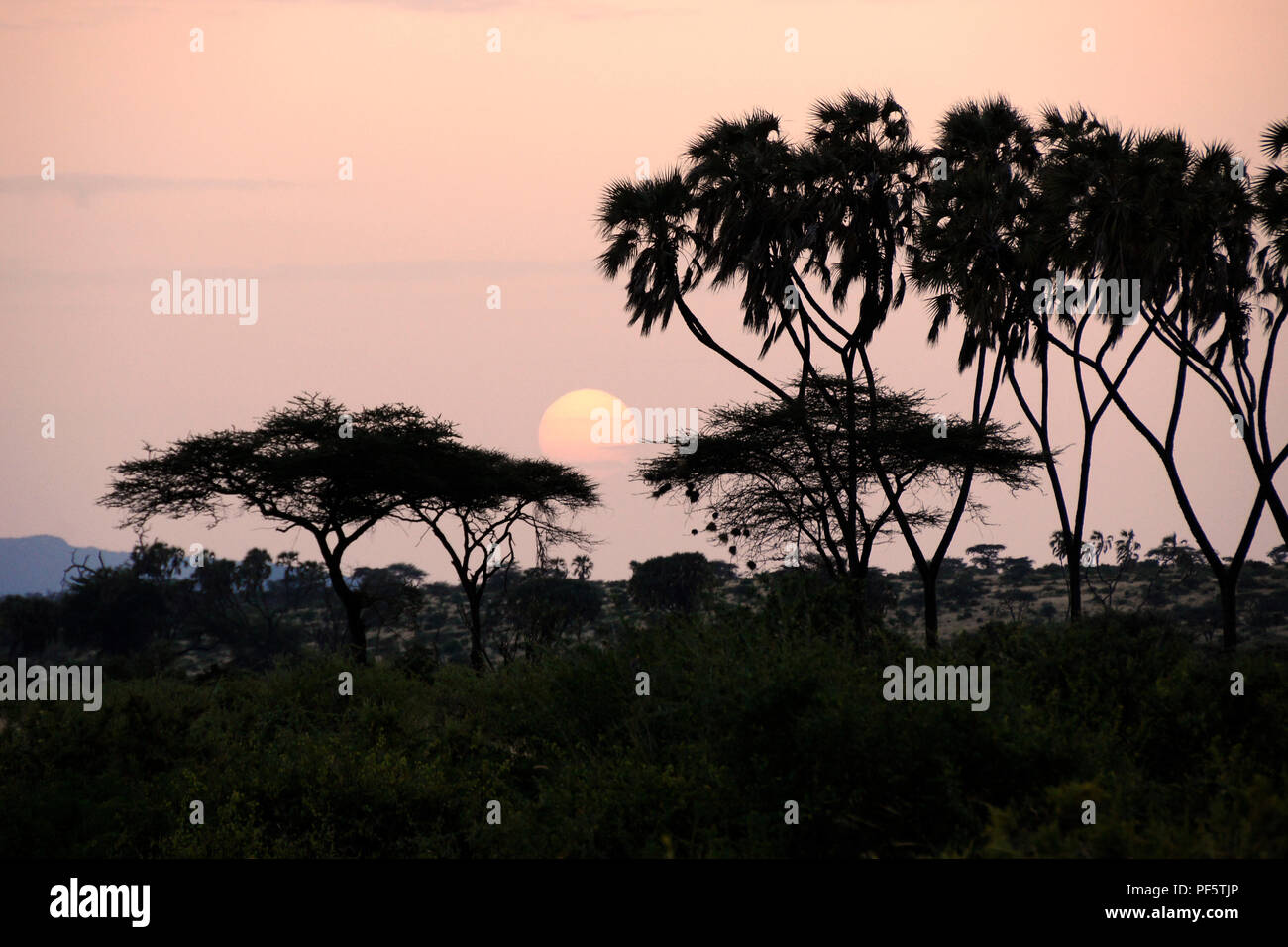 Misty sunrise zwischen doum Palmen und Akazien, Samburu Game Reserve, Kenia Stockfoto