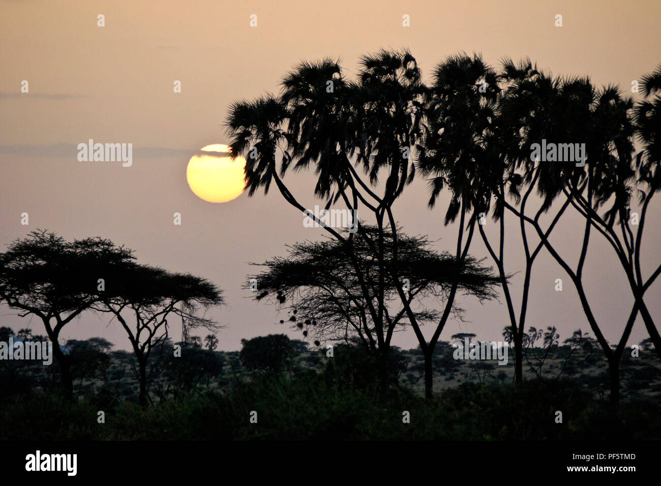 Misty sunrise zwischen doum Palmen und Akazien, Samburu Game Reserve, Kenia Stockfoto