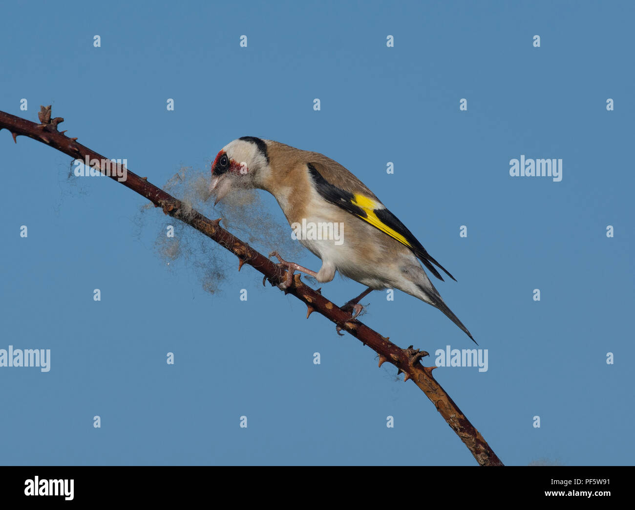 Europäische Stieglitz, Carduelis carduelis, sammeln Wolle aus dornbusch für Nesting Material, Lancashire, Großbritannien Stockfoto
