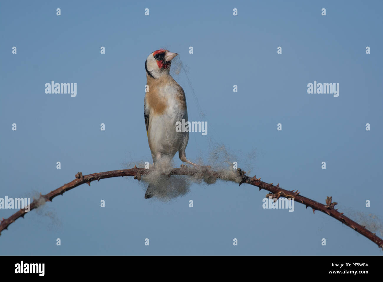 Europäische Stieglitz, Carduelis carduelis, sammeln Wolle aus dornbusch für Nesting Material, Lancashire, Großbritannien Stockfoto