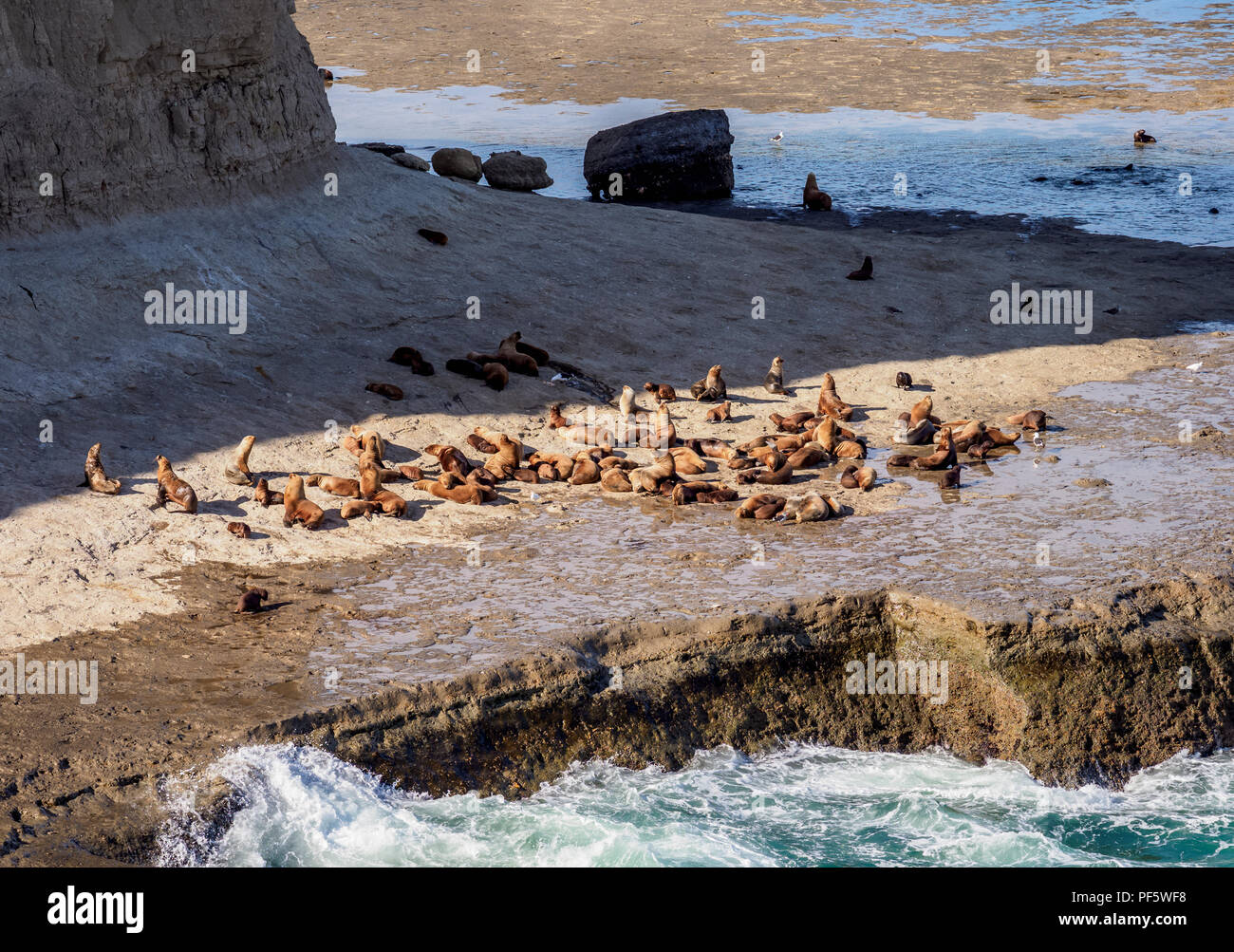 Südamerikanische Seelöwenkolonie (Otaria flavescens), Punta Piramide, die Halbinsel Valdes, UNESCO-Weltkulturerbe, Provinz Chubut, Patagonien, Argentin Stockfoto