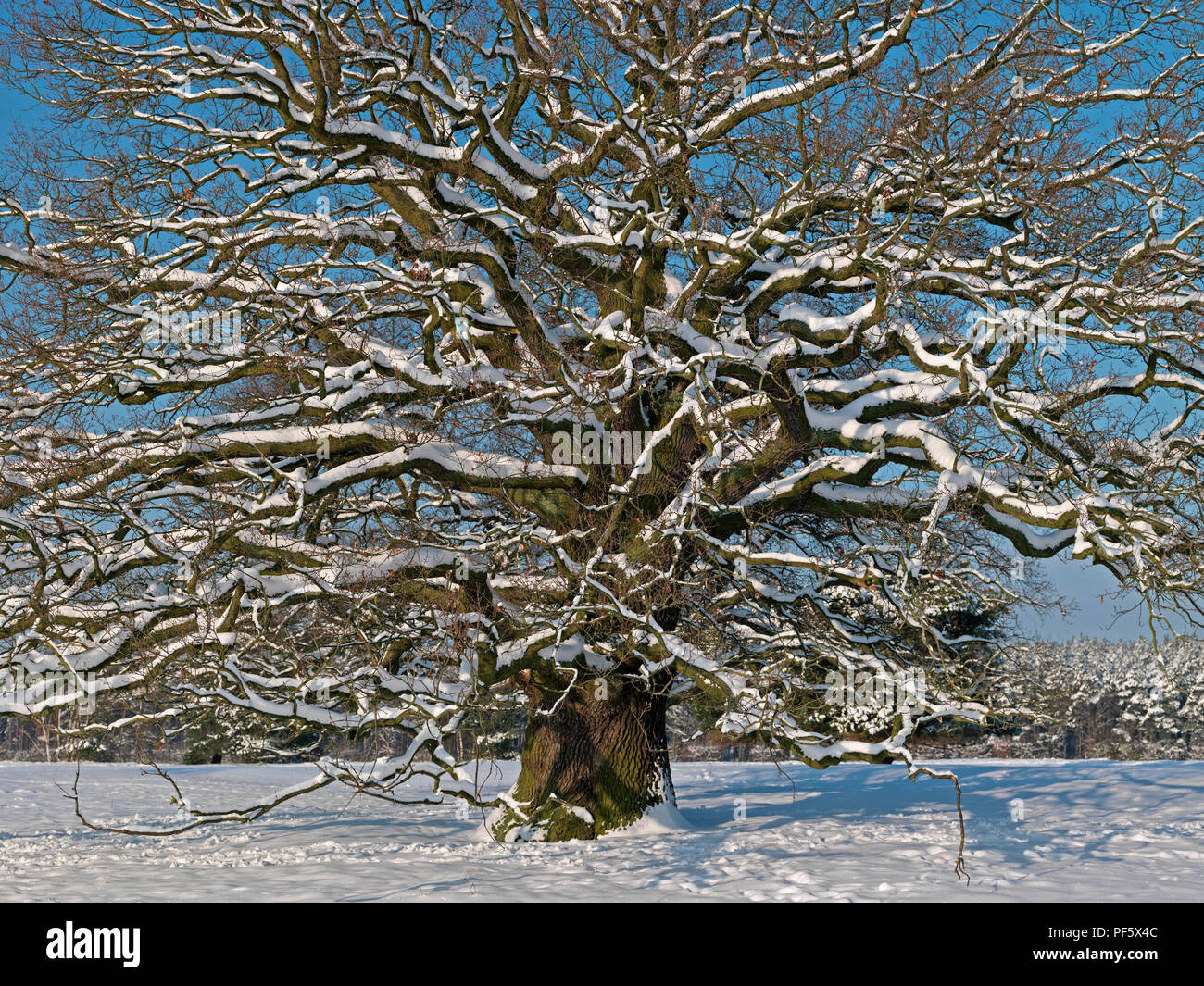 Eiche im Winter | Eiche, Quercus, im Winter Stockfoto