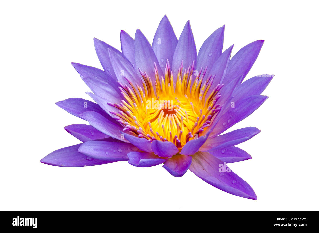 Lotus violett Isolieren lotus Wunderschön blühte in gelben Pollen Stockfoto