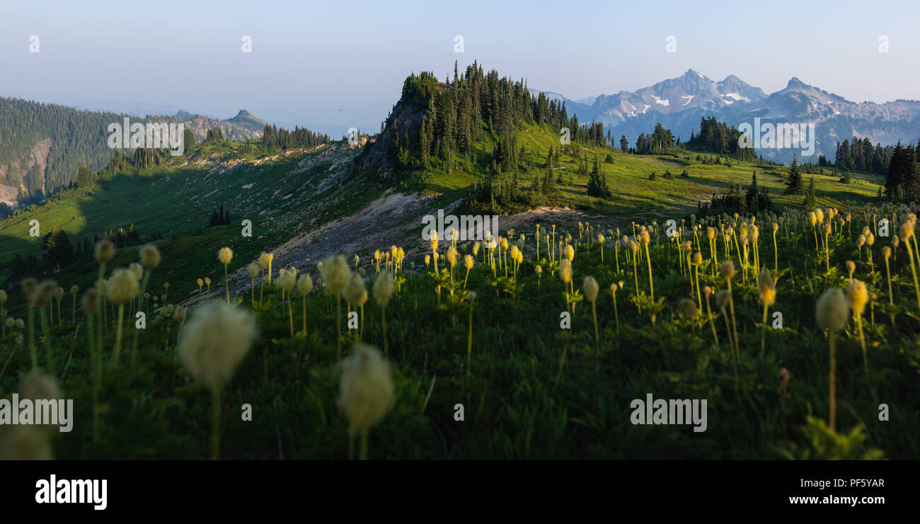 Das ist ein Bild von Mazama Ridge mit Wildblumen am Mount Rainier Washington. Stockfoto