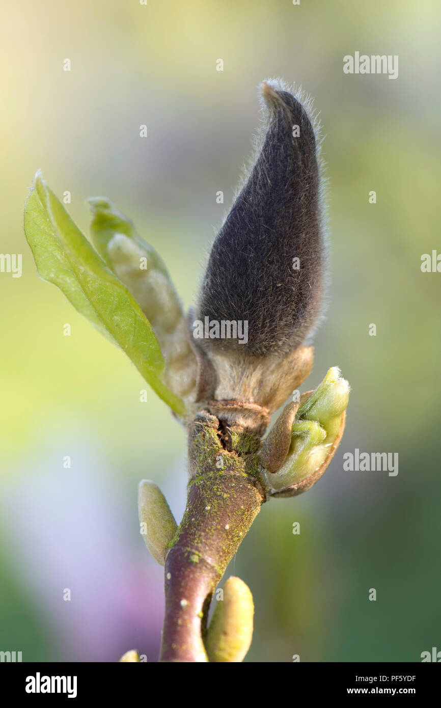 Dunkle Nekrose verursacht durch Kälte Schäden an der Blütenknospe von Magnolia x Soulangeana, Berkshire, April 2018 Stockfoto