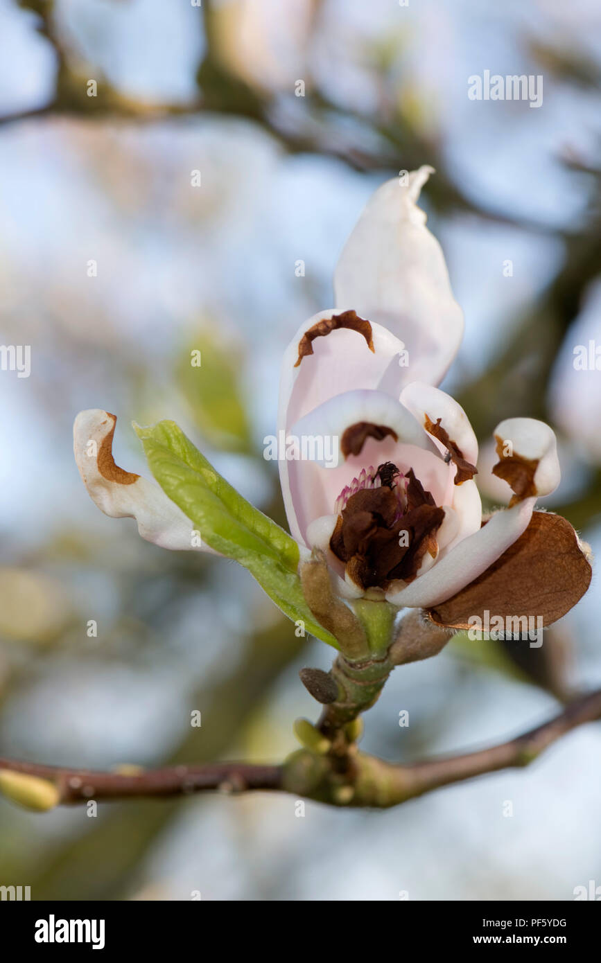 Dunkle Nekrose durch Kälte Schäden an der Blütenblätter und die Struktur der Magnolia x Soulangeana, Berkshire, April 2018 verursacht Stockfoto
