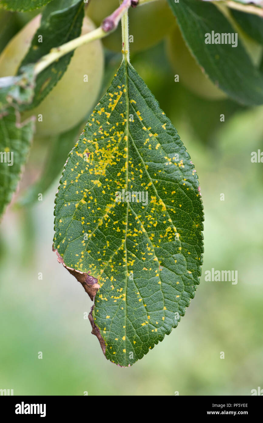 Pflaume Rost, Tranzschelia pruni spinosae-var. verfärben, Nekrotischen mottling Spots eines Victoria pflaume Blatt Oberfläche Stockfoto