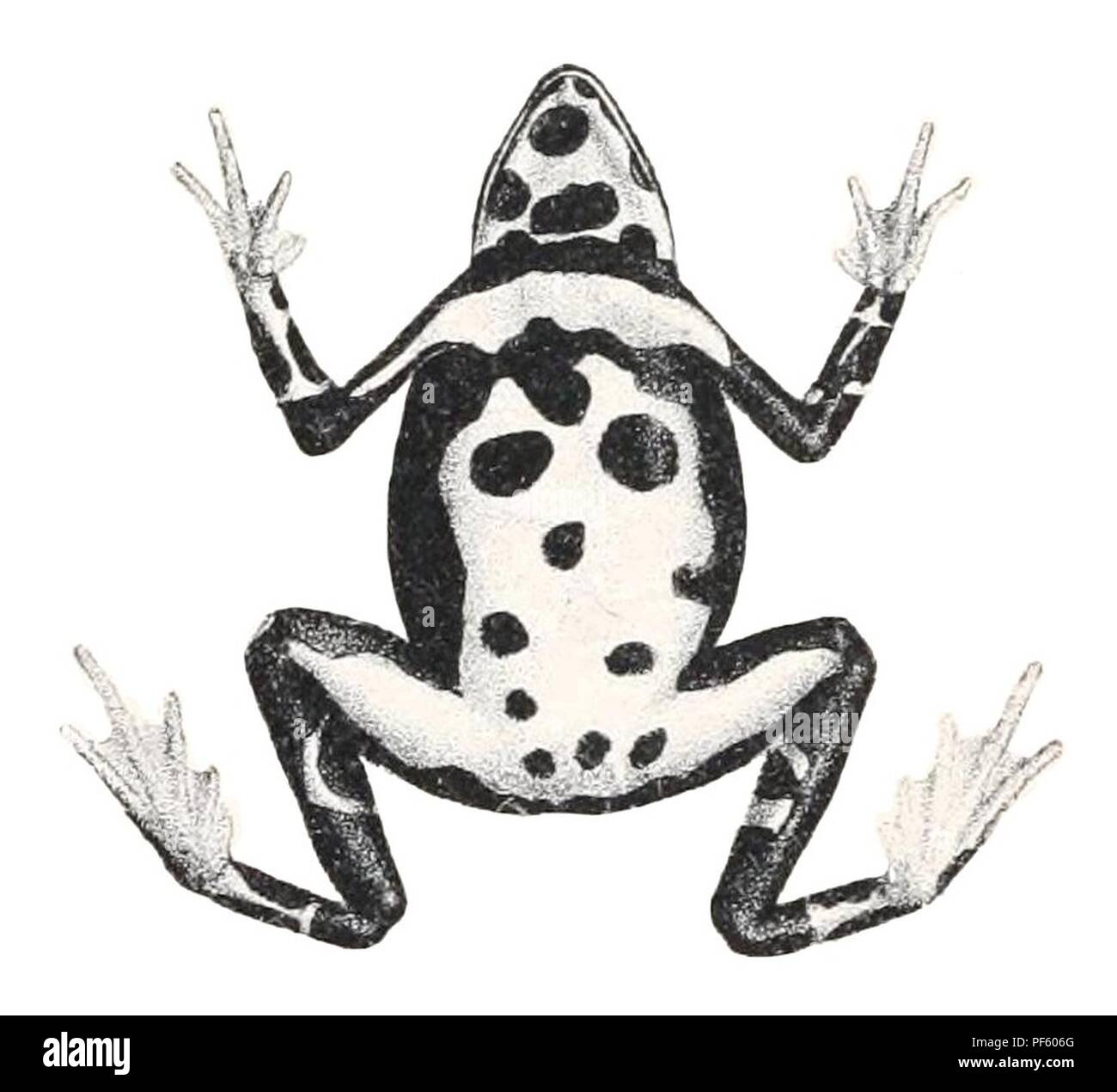 Atelopus pulcher (2 - Ansicht von unten). Stockfoto