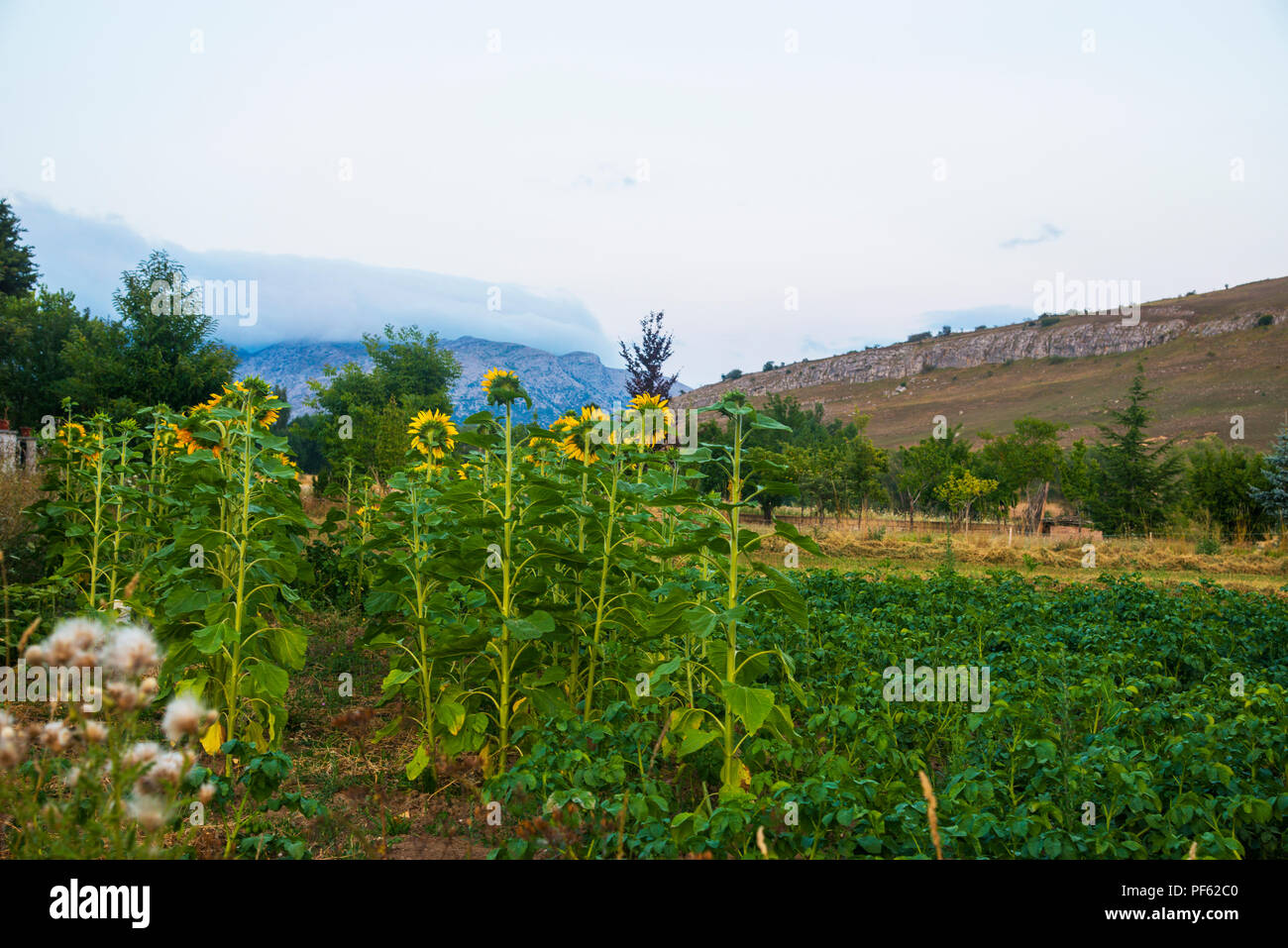 Sonnenblumen. Villaverde de la Peña, Palencia, Spanien. Stockfoto