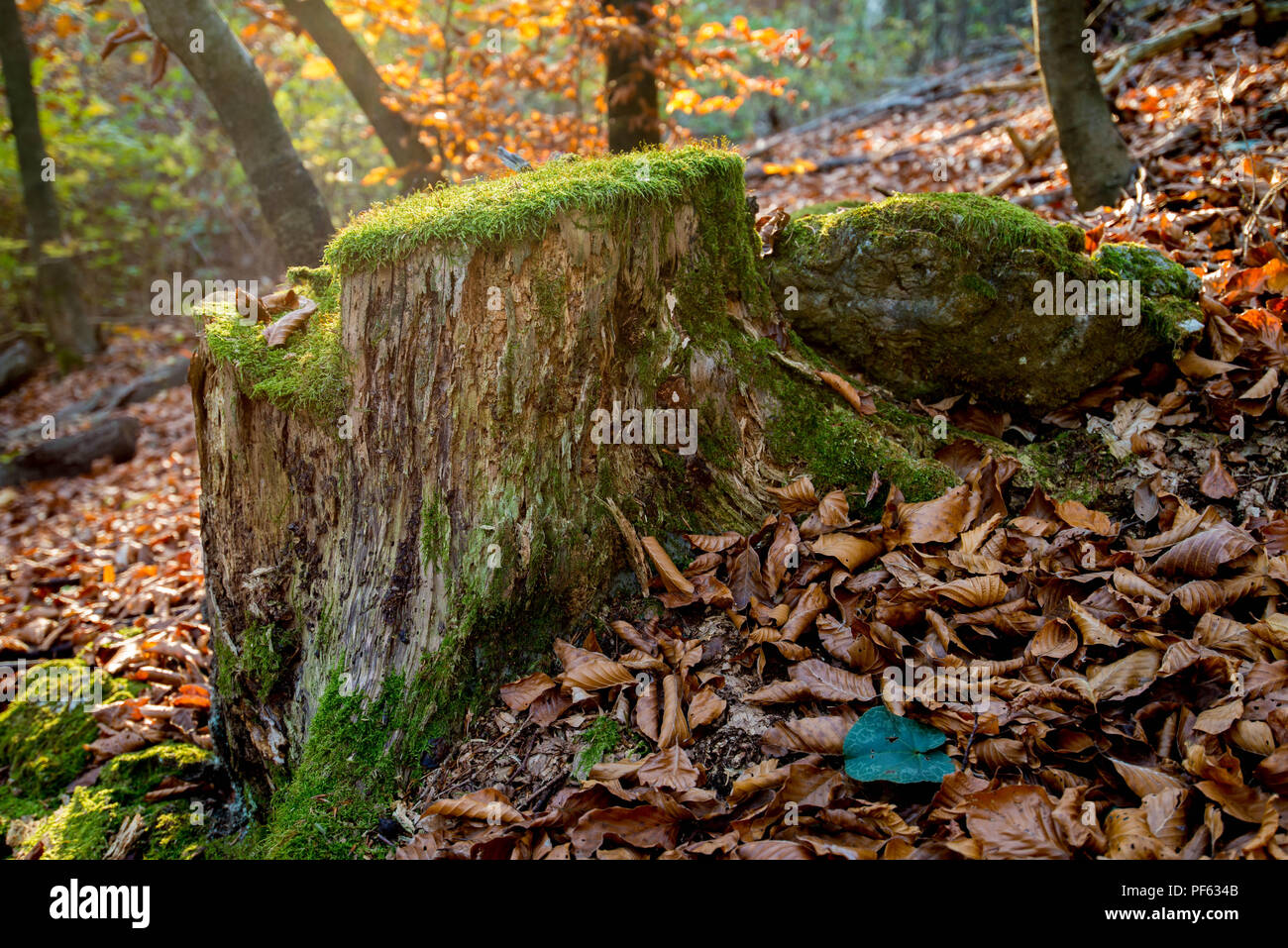 Grenn Moos an den Bäumen im Wald Stockfoto