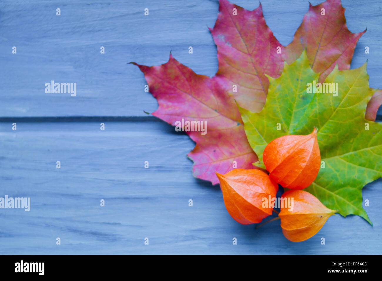 Herbst oder Thanksgiving Tabelle, Design, Dekorationen, bunte Blätter. Moody blue Herbst Hintergrund mit Blättern und Physalis. Noch immer leben fallen flach. Herbst noch Leben auf blauem Hintergrund Holz retro rustikalen Stil. Platz kopieren Stockfoto