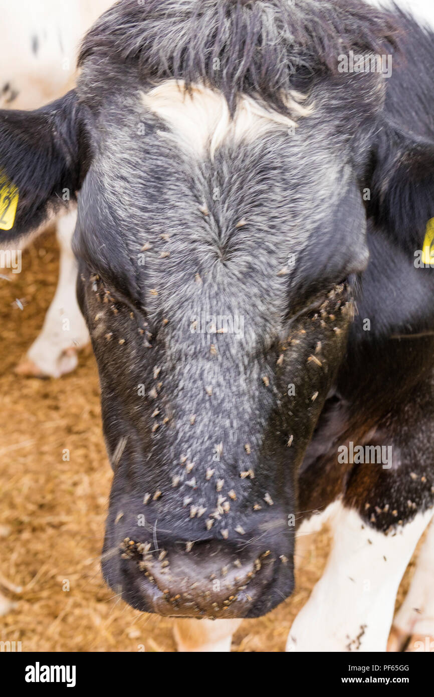 Friesische Kuh wird von Fliegen bei heißem Wetter, England, UK gequält Stockfoto