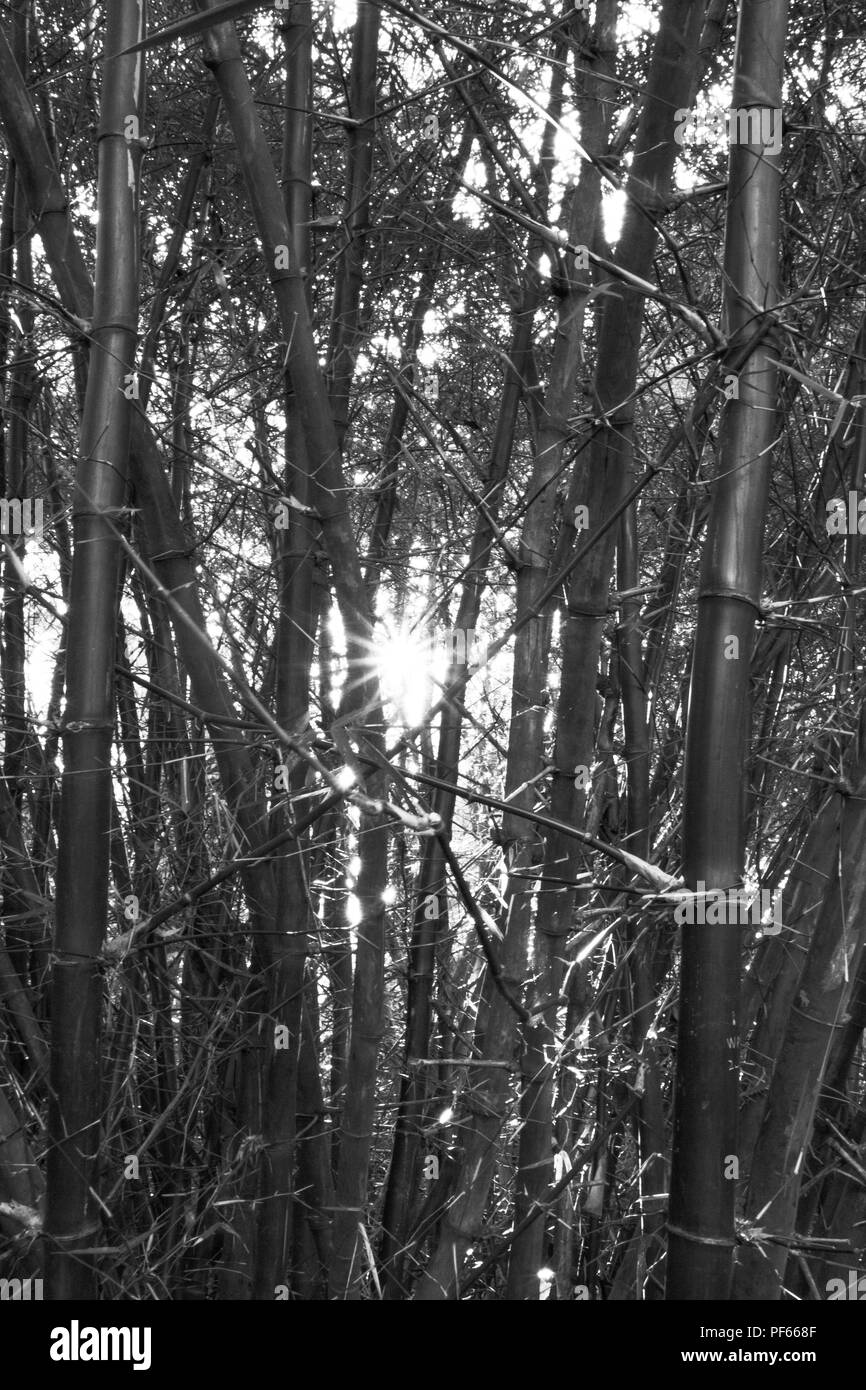 Bambus Wald in Schwarz und Weiß Stockfoto