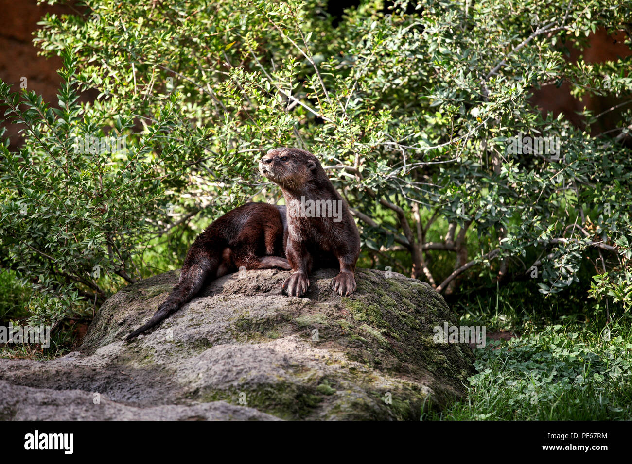 Eurasische Fischotter. Braun Otter von der Kamera entfernt. Otter auf einem Felsen in der Wüste freuen. Stockfoto