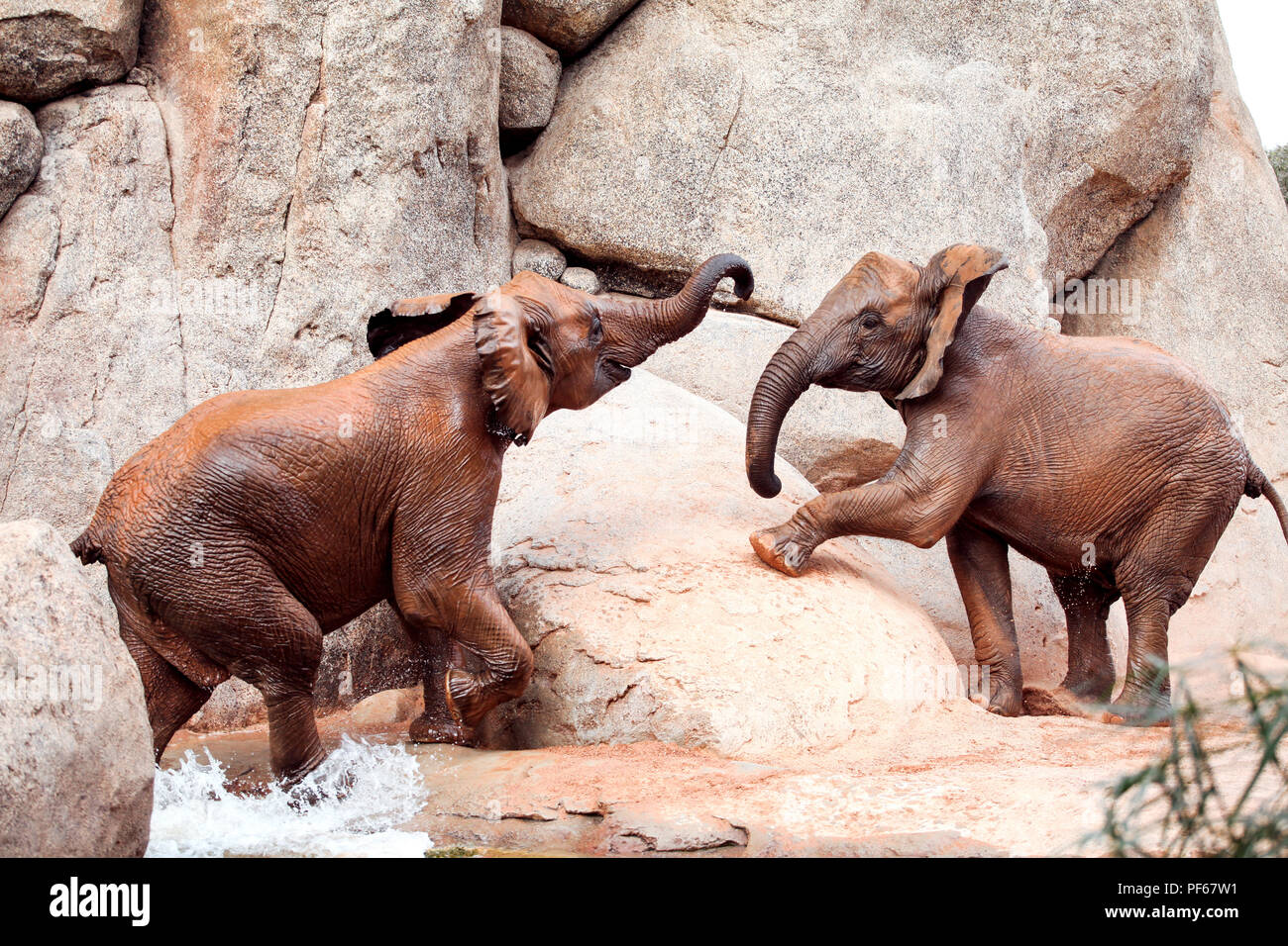 Zwei Afrikanische Elefanten im Zoo sind die riesigen Felsen. Stockfoto