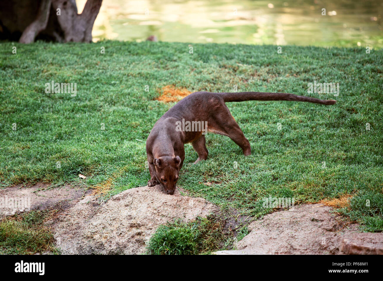 Die Madagaskar fossa (Cryptoprocta ferox), Afrika Stockfoto