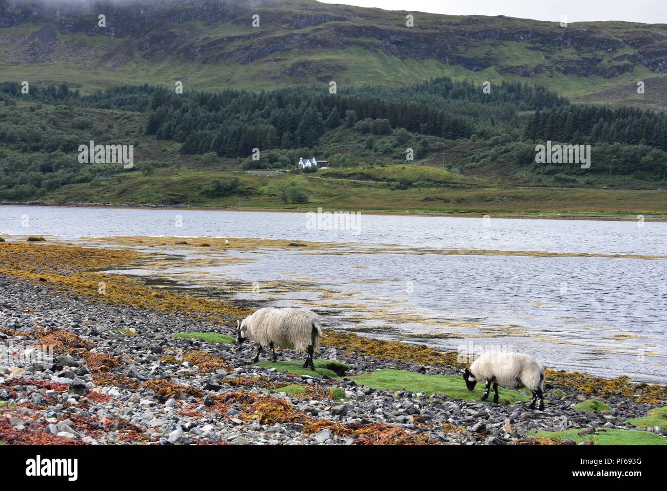 Schafe am Loch Slapin, Isle of Skye, Schottland Stockfoto