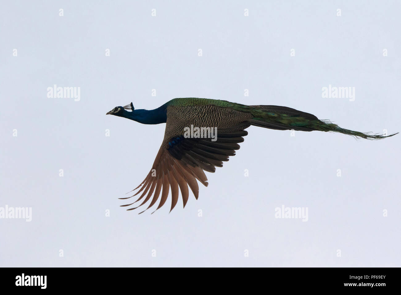 Männliche indischen Pfauen, die an einem trüben Wintertag fliegt Stockfoto