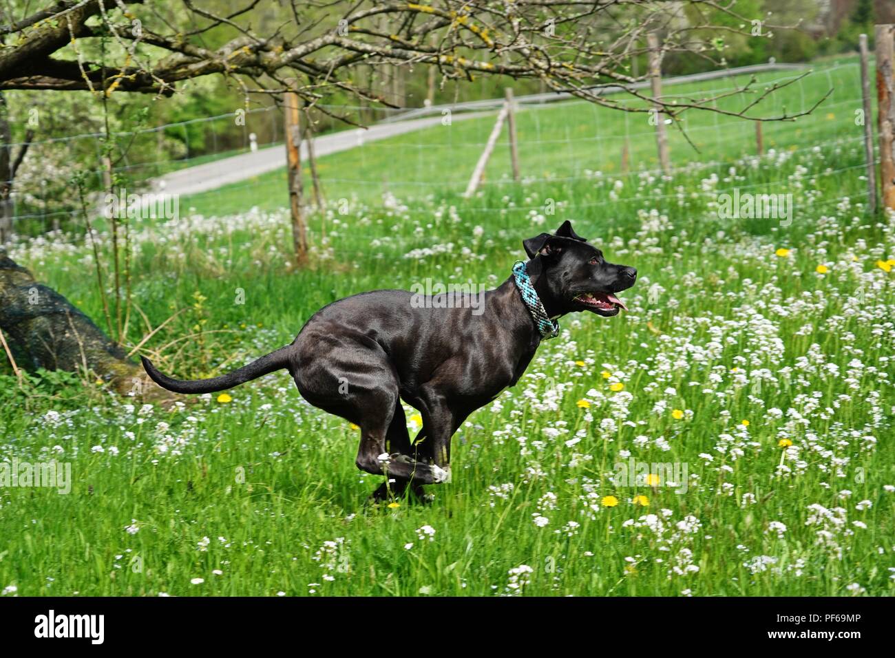 Große, schwarze Hund reinrassigen Cane Corso läuft in der Wiese mit Blumen Stockfoto