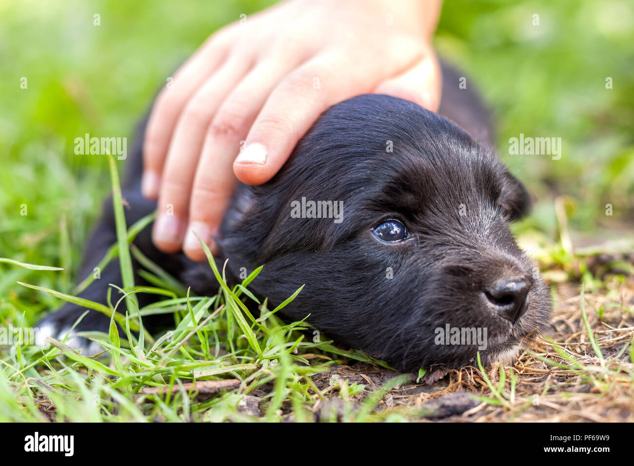 Nahaufnahme der Frau oder Kind Hand liebevoll und zärtlich streicheln kleine lustige schwarzer Welpe Hund mit Vertrauensvollen glänzende Augen Verlegung auf grasigen Hof auf Blu Stockfoto