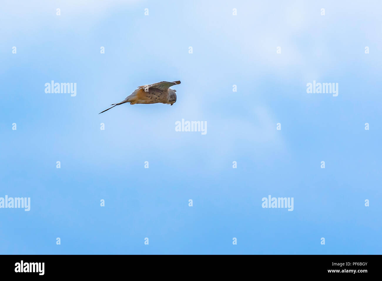 Jagd Greifvogel. Turmfalke (Falco tinnunculus) auf blauen Himmel Hintergrund. Wildlife Uk. Falcon Staubsauger in der Luft auf der Suche nach Beute. Tier in freier Wildbahn. Stockfoto