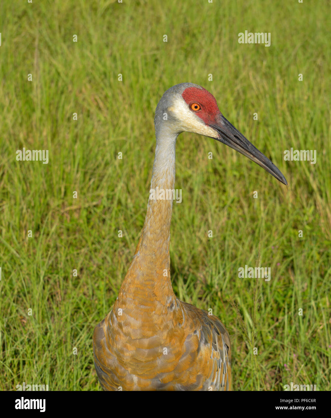 Vogelbeobachtung Sand Hill Krane in Florida Stockfoto