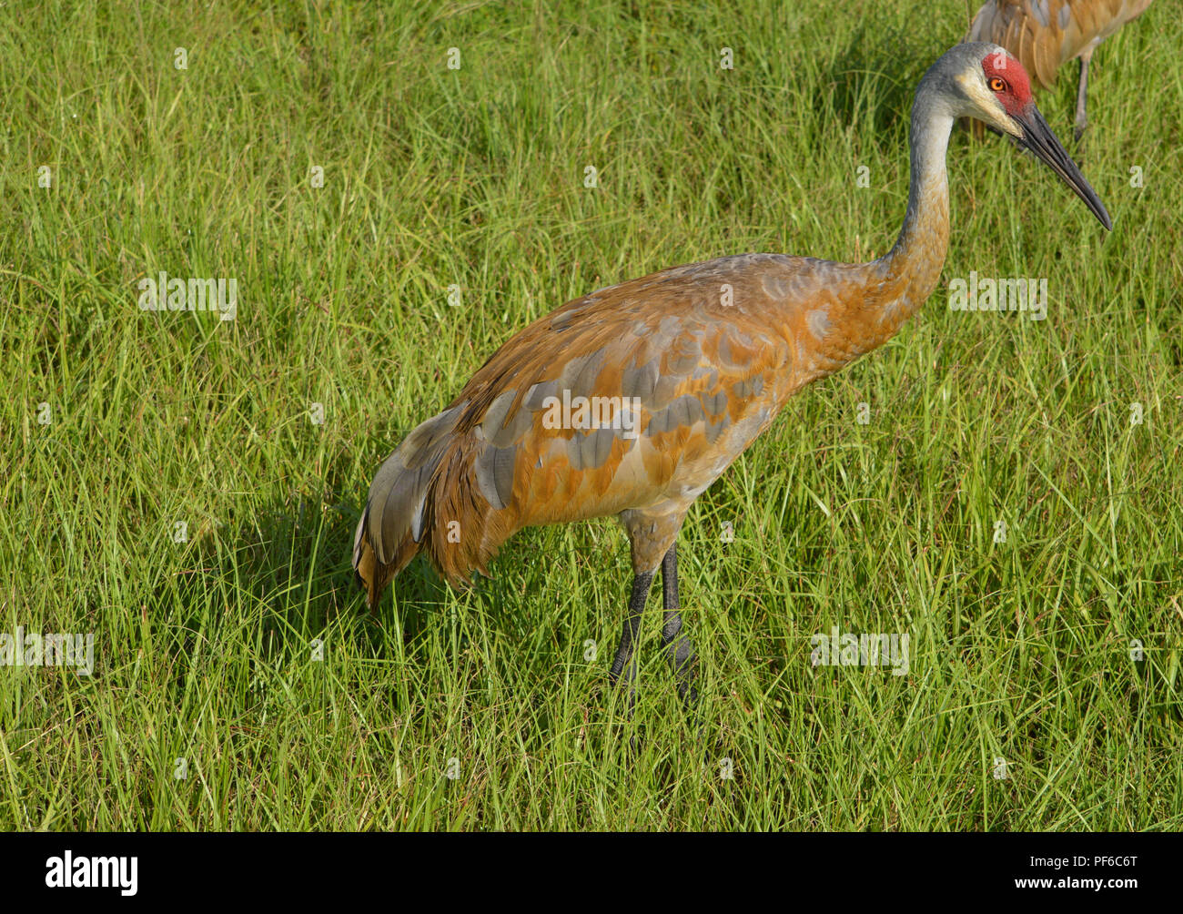 Vogelbeobachtung Sand Hill Krane in Florida Stockfoto