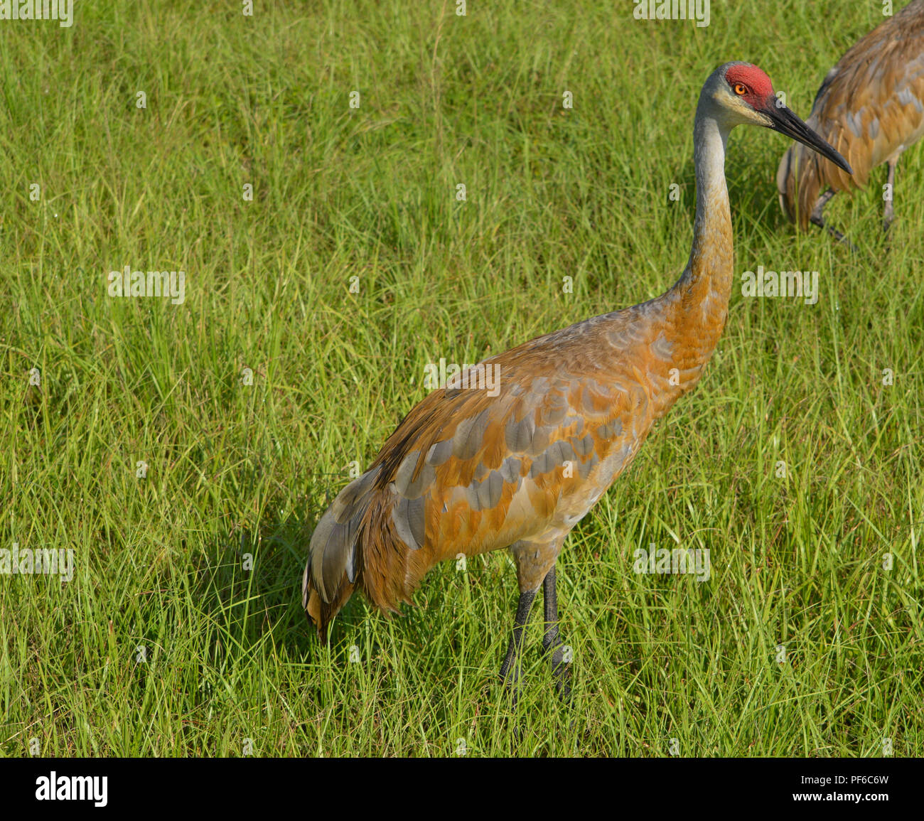 Vogelbeobachtung Sand Hill Krane in Florida Stockfoto