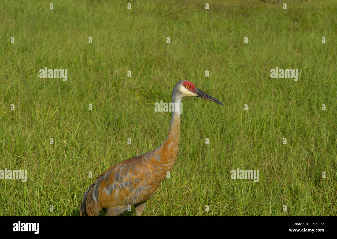 Vogelbeobachtung Sand Hill Krane in Florida Stockfoto