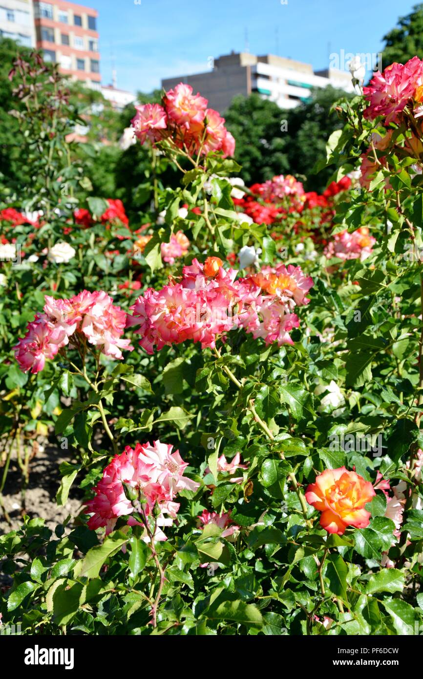 Rose, Rosen, Blüte, Blumen, Pflanzen, Pflanzen Stockfoto