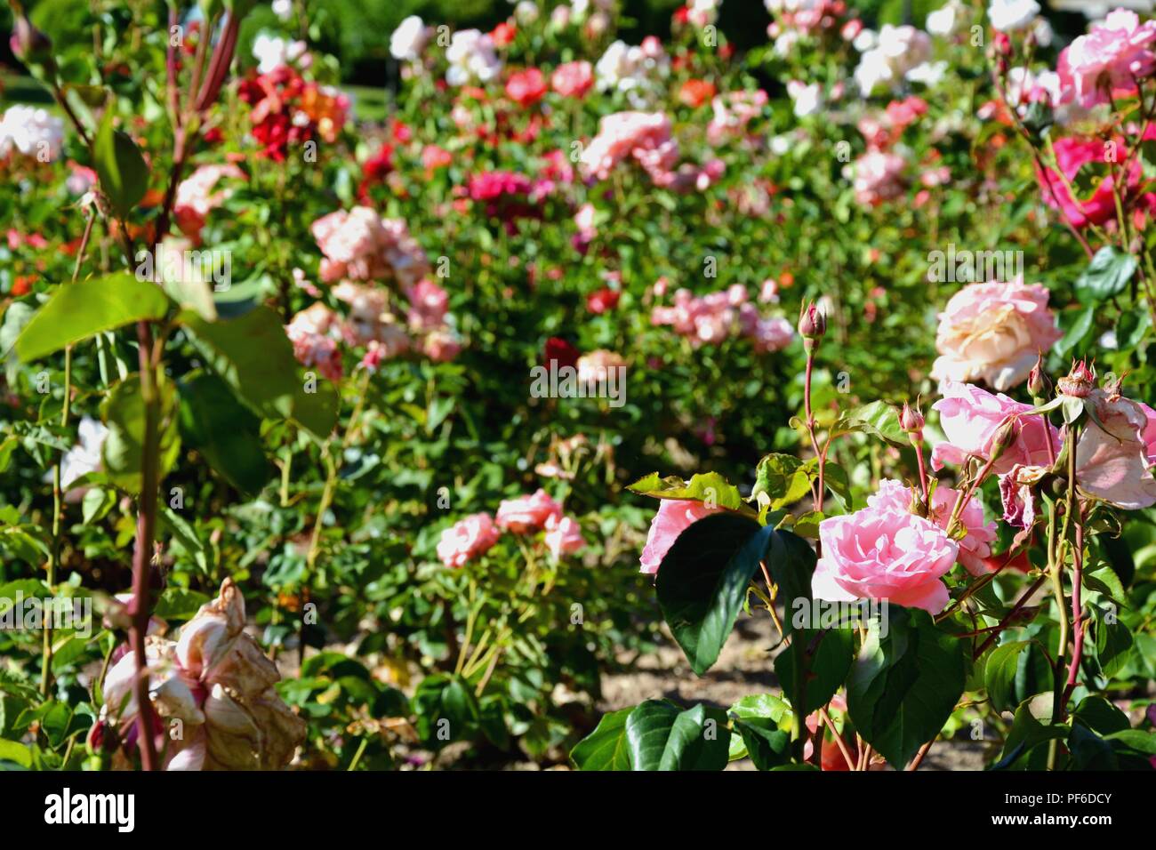 Rose, Rosen, Blüte, Blumen, Pflanzen, Pflanzen Stockfoto