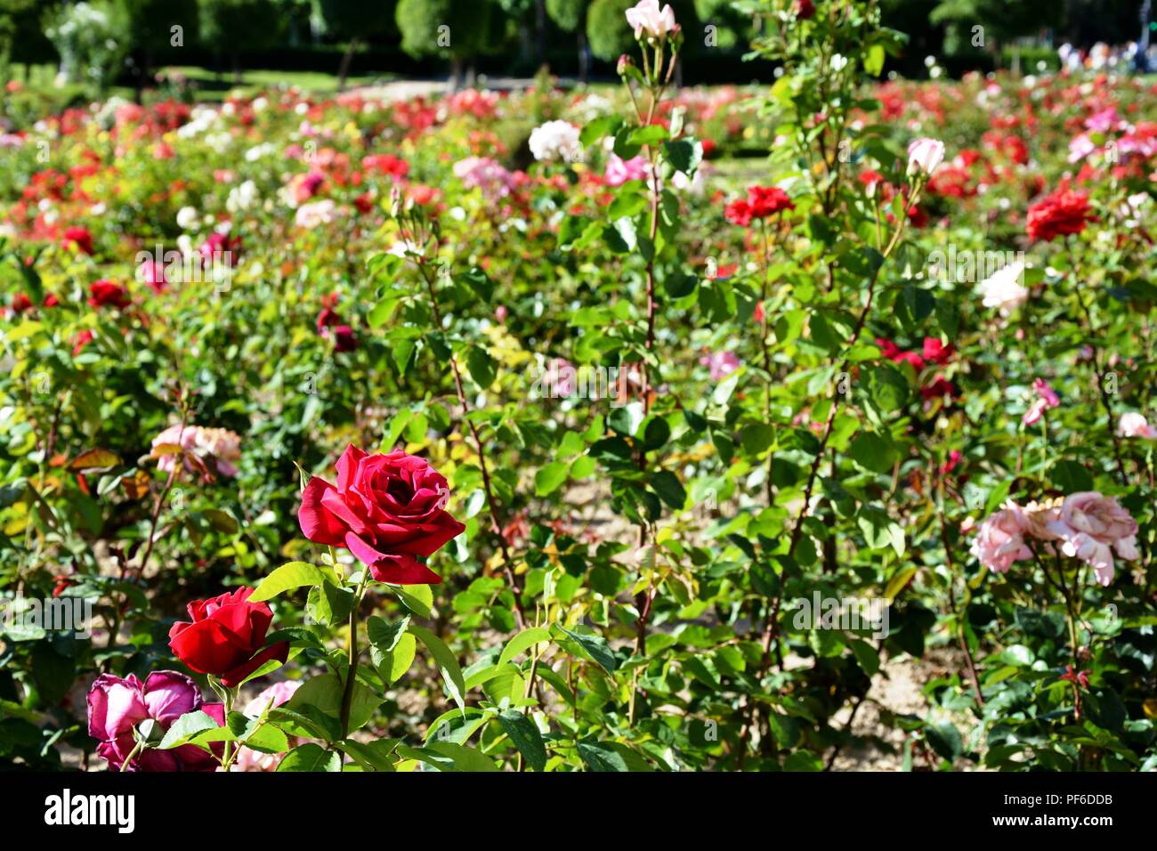 Rose, Rosen, Blüte, Blumen, Pflanze, Pflanzen, rote Rose Stockfoto